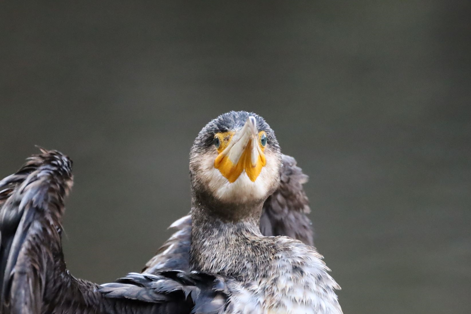 Birdwatching 2025